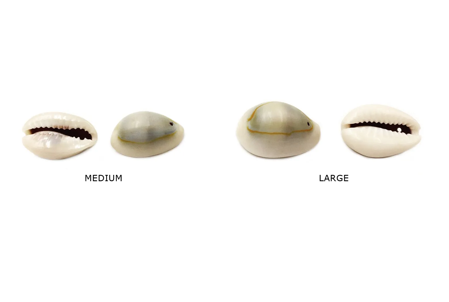 SP1043-44 Natural Cowry Shell CHOOSE SIZE BELOW