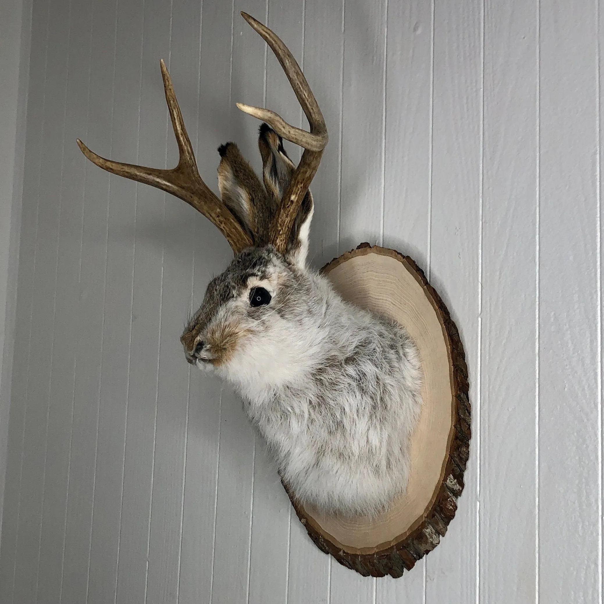 Taxidermy Jackalope on Rustic Wood Slab