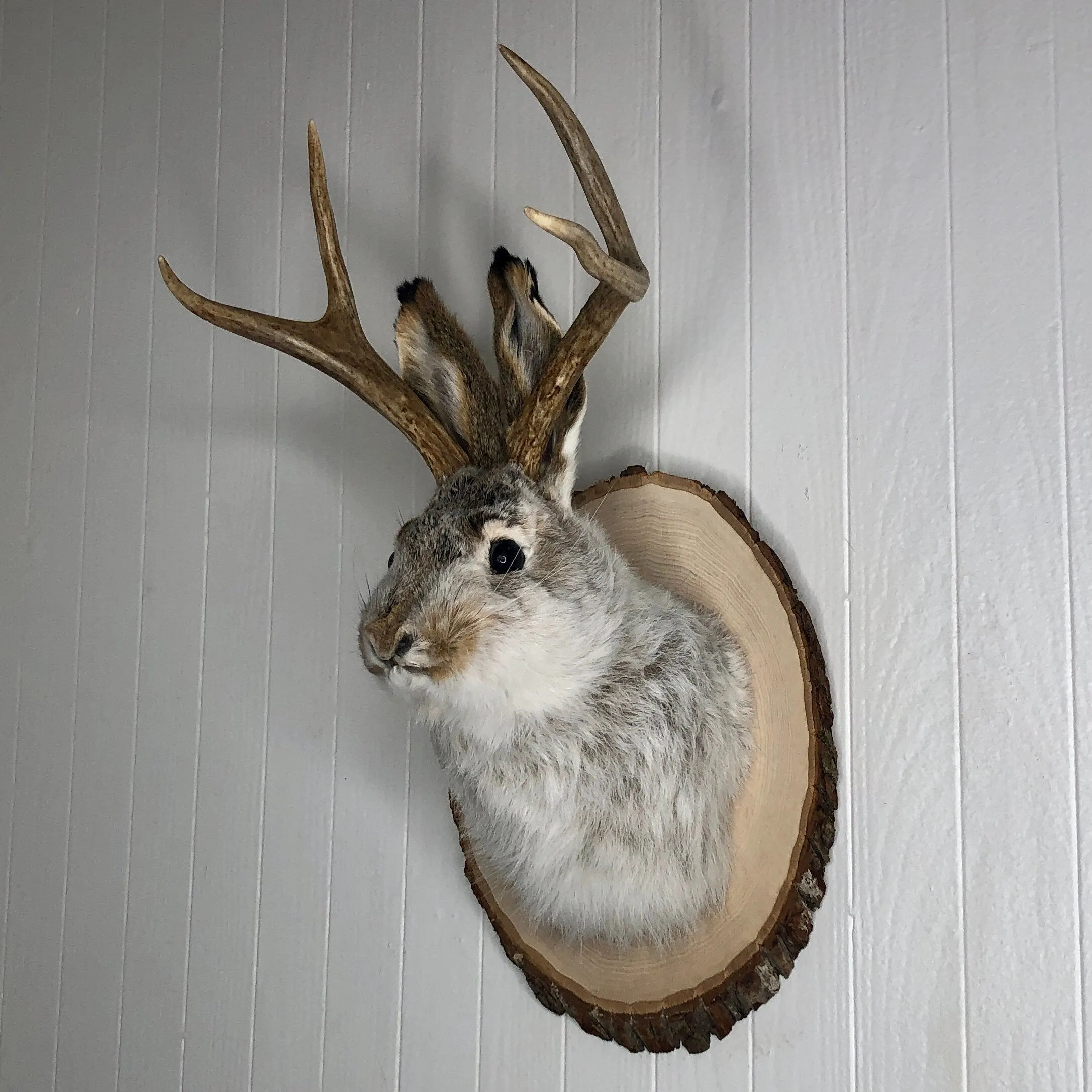 Taxidermy Jackalope on Rustic Wood Slab