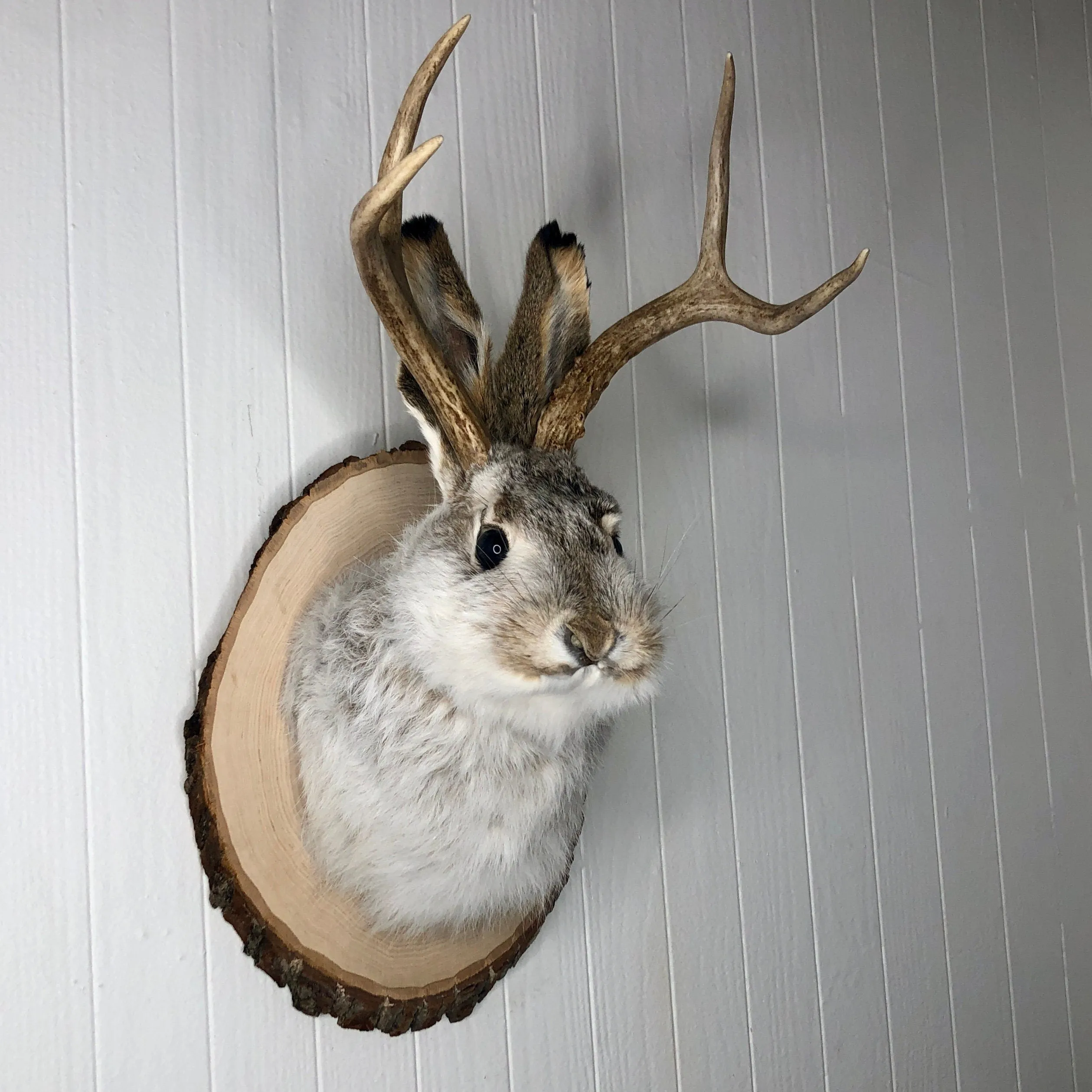 Taxidermy Jackalope on Rustic Wood Slab