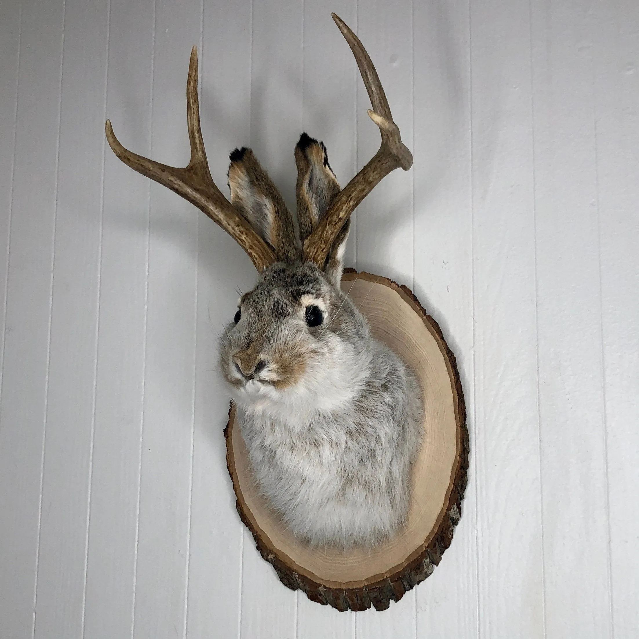 Taxidermy Jackalope on Rustic Wood Slab