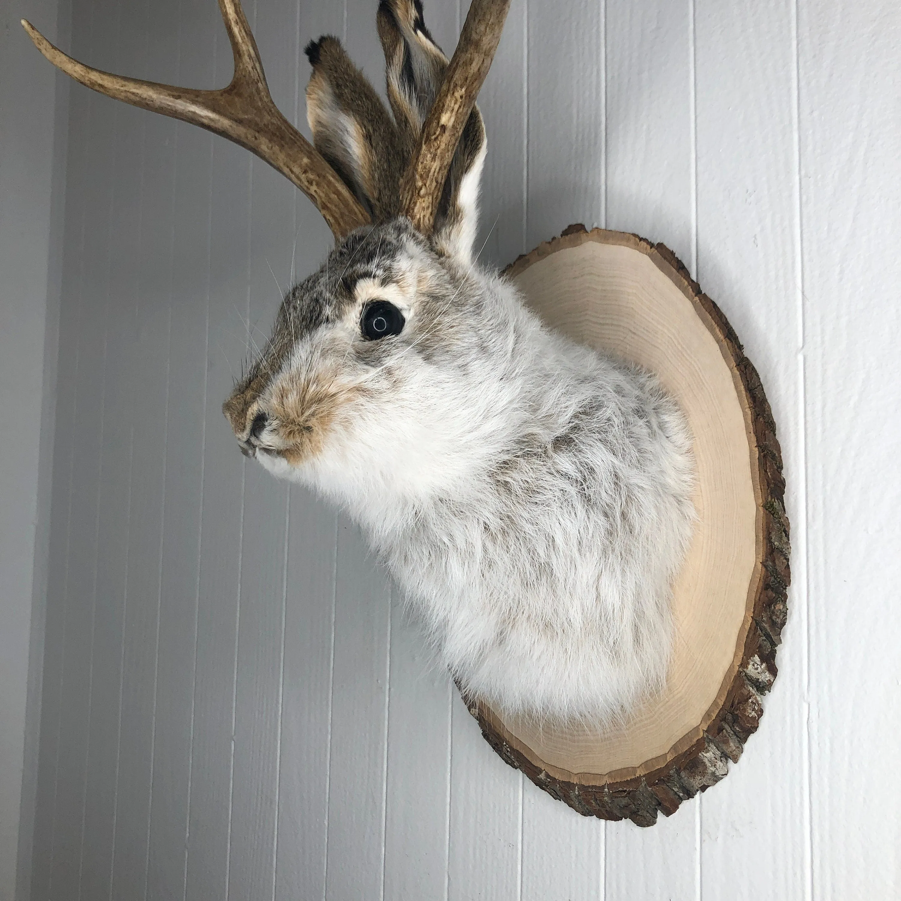 Taxidermy Jackalope on Rustic Wood Slab