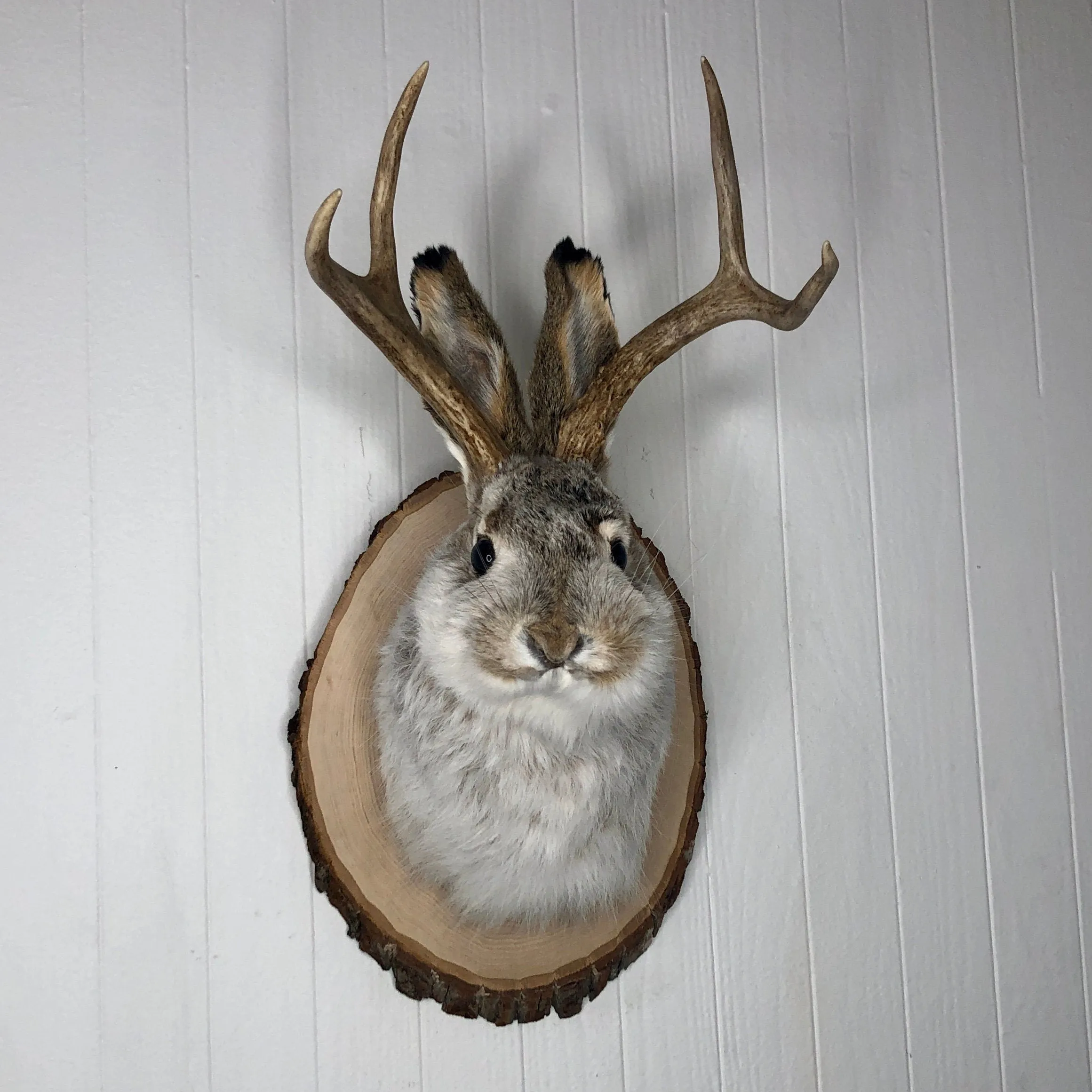 Taxidermy Jackalope on Rustic Wood Slab