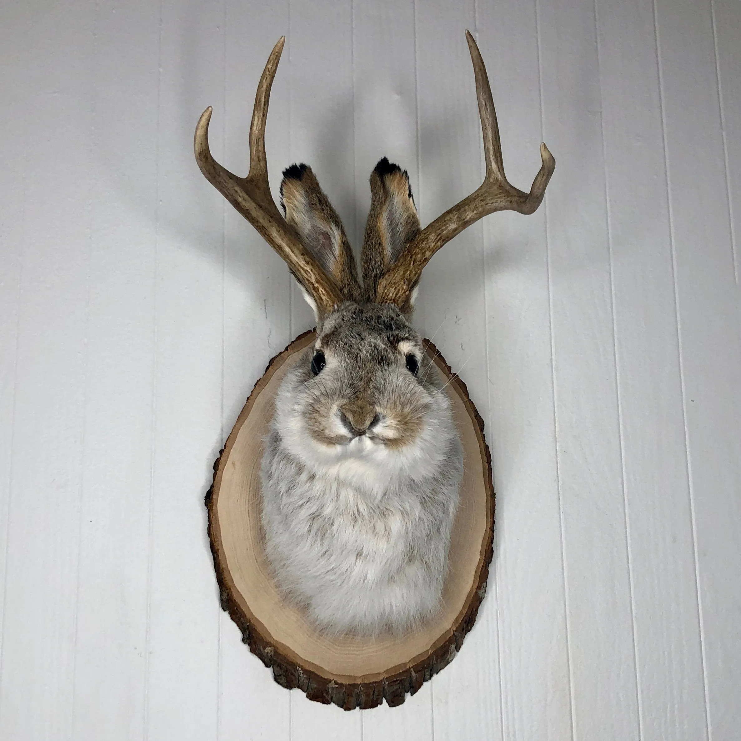 Taxidermy Jackalope on Rustic Wood Slab