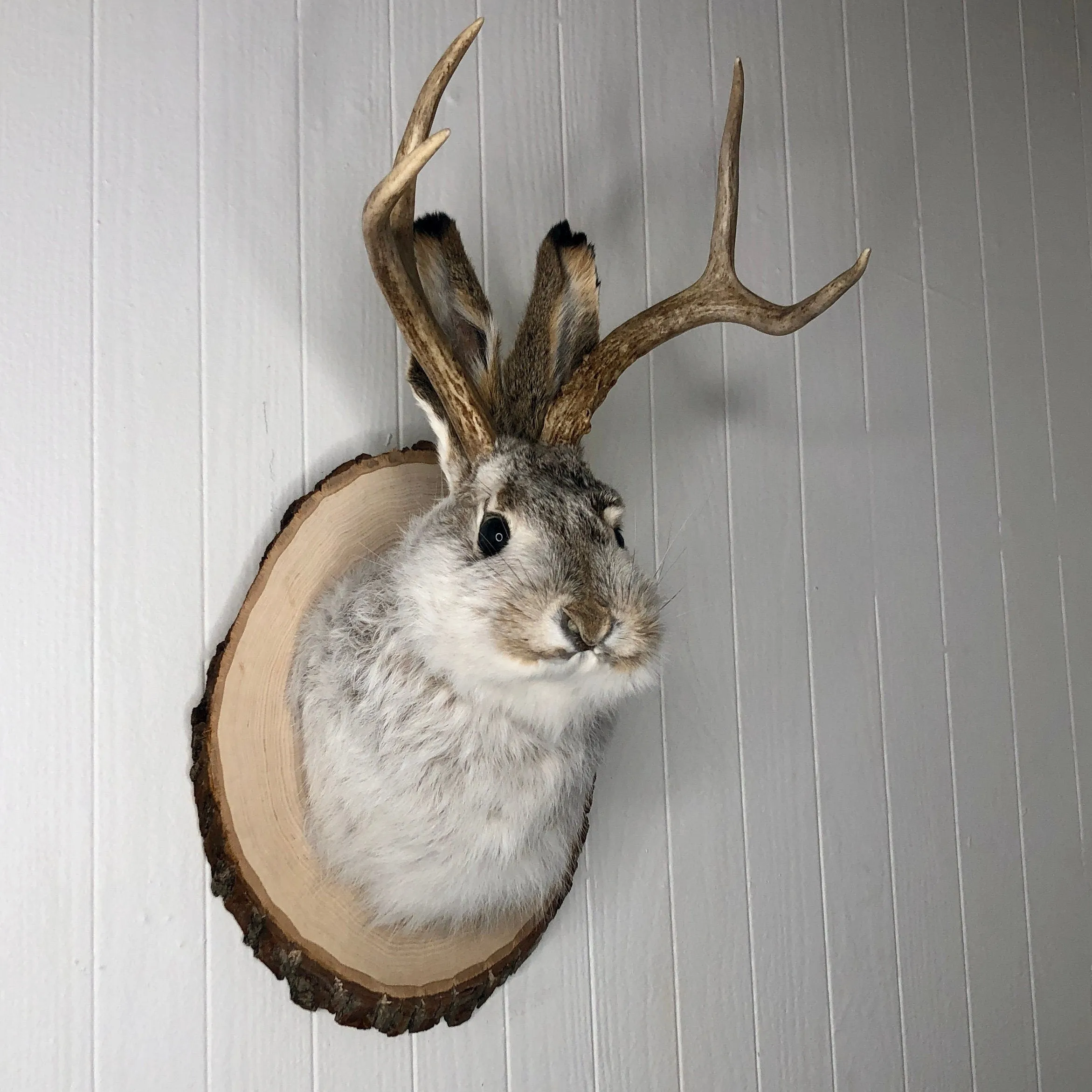 Taxidermy Jackalope on Rustic Wood Slab