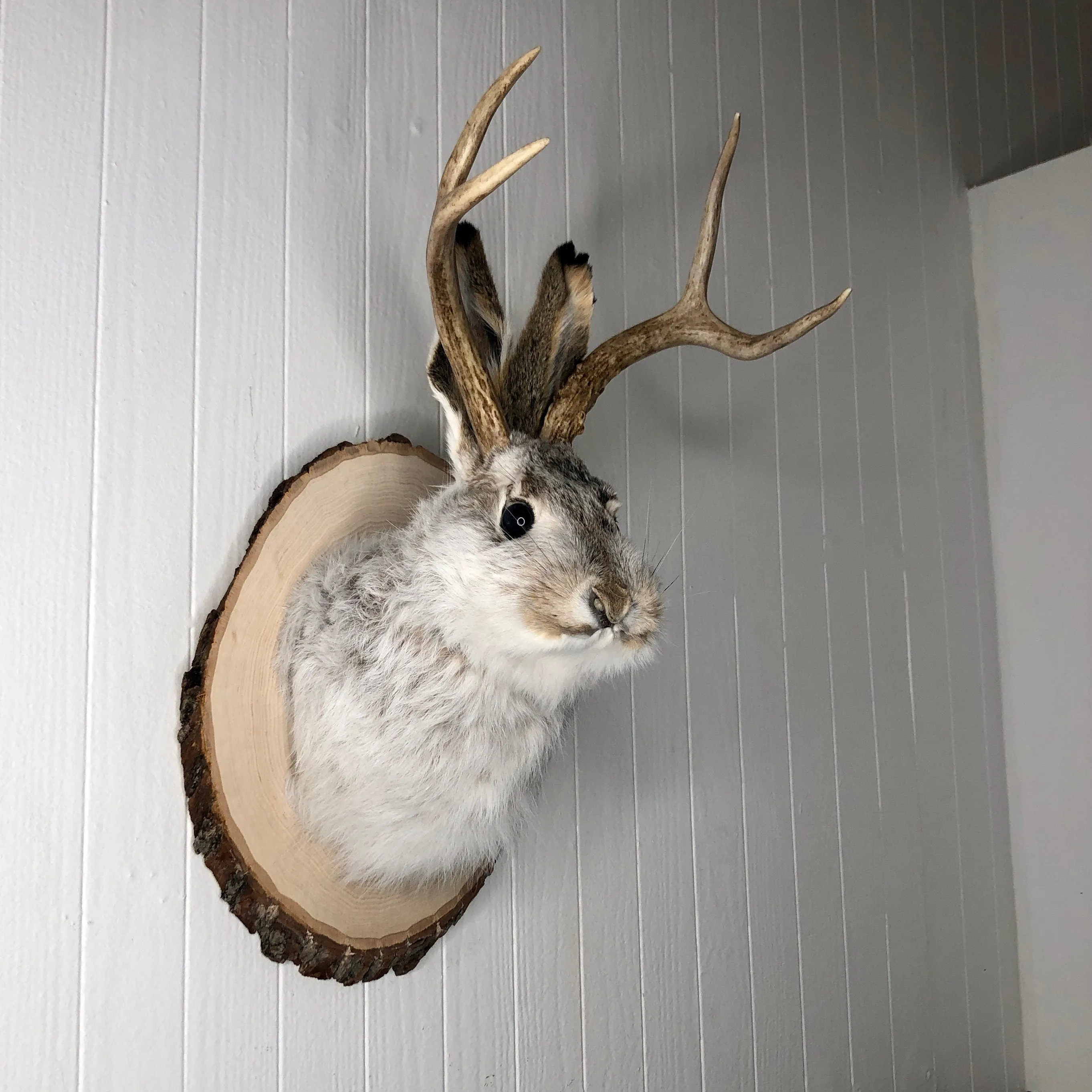 Taxidermy Jackalope on Rustic Wood Slab