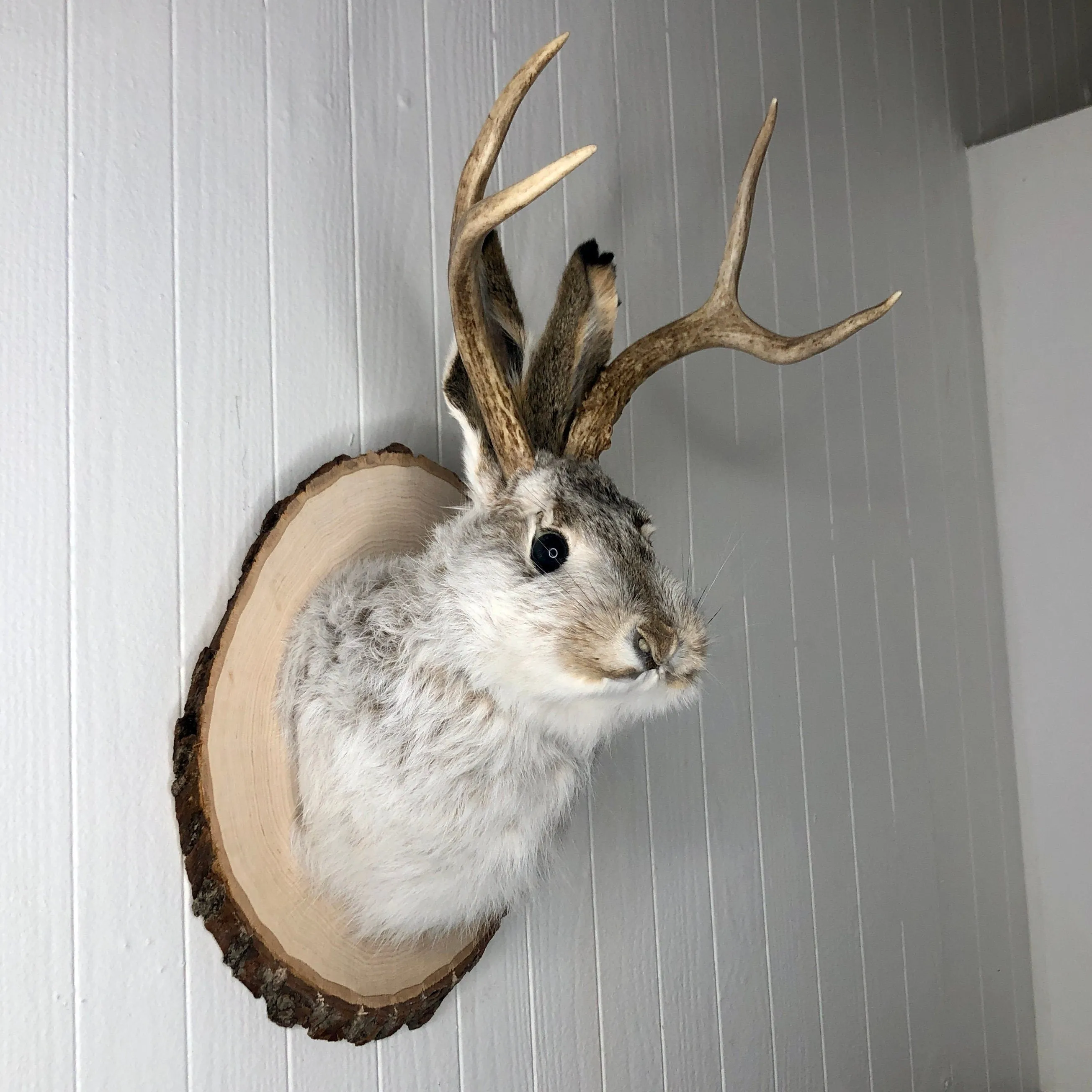 Taxidermy Jackalope on Rustic Wood Slab